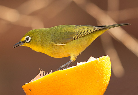 Cape White-eye at feeding tray